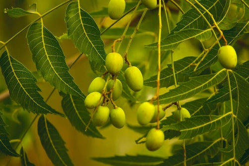 Neem Oil Organic Handme Soap - The Original Neem Bar!